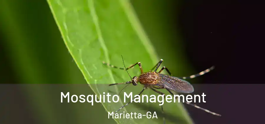  Mosquito Management Marietta-GA