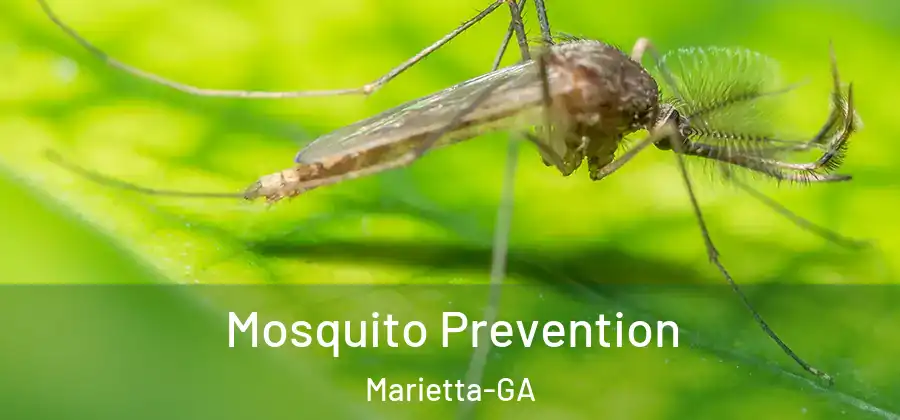Mosquito Prevention Marietta-GA