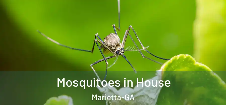  Mosquitoes in House Marietta-GA