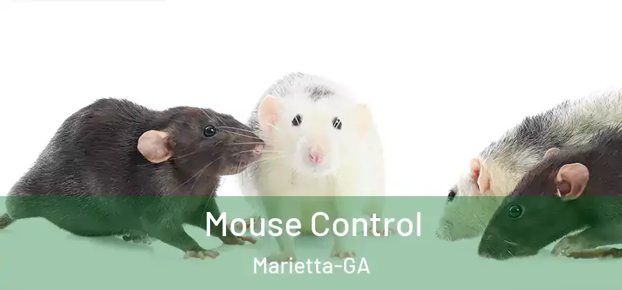 Mouse Control Marietta-GA