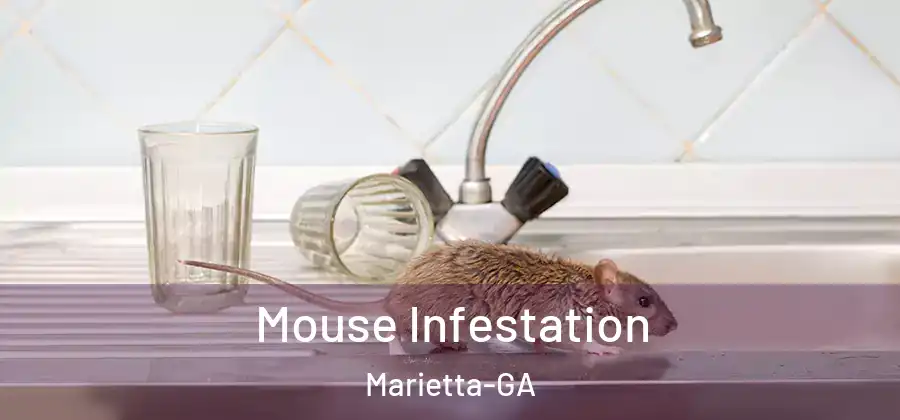 Mouse Infestation Marietta-GA