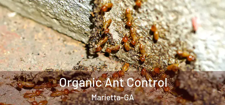 Organic Ant Control Marietta-GA