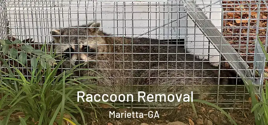  Raccoon Removal Marietta-GA