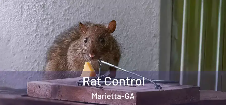 Rat Control Marietta-GA