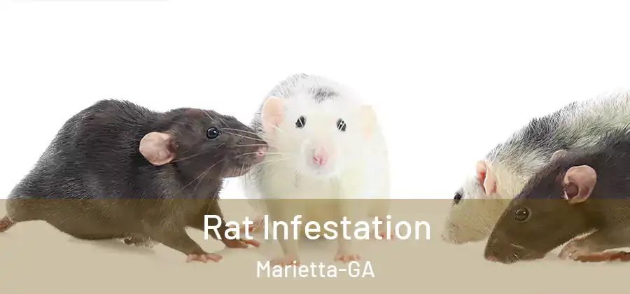  Rat Infestation Marietta-GA