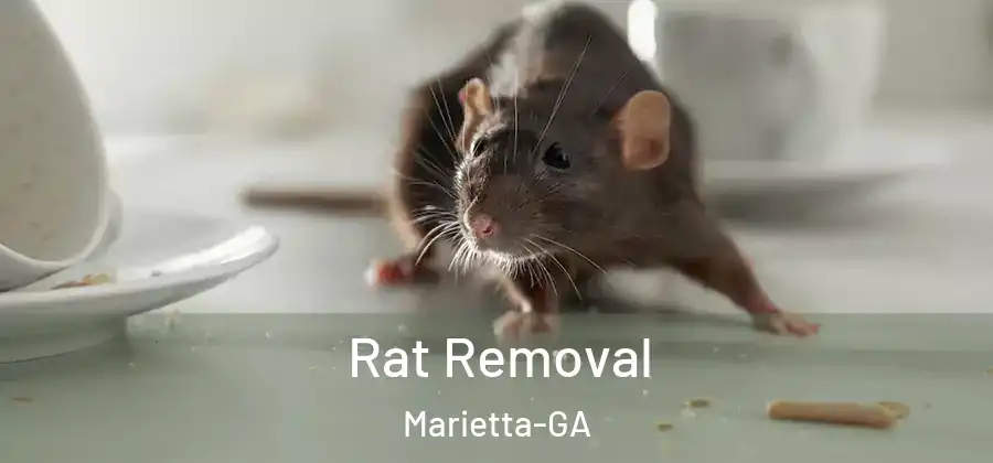  Rat Removal Marietta-GA