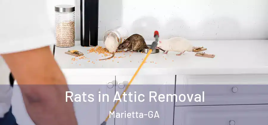 Rats in Attic Removal Marietta-GA