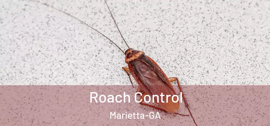 Roach Control Marietta-GA