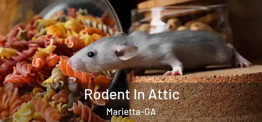 Rodent In Attic Marietta-GA
