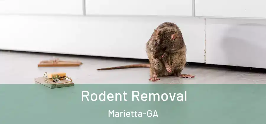  Rodent Removal Marietta-GA