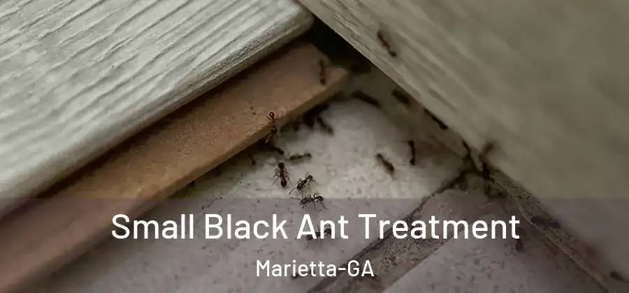 Small Black Ant Treatment Marietta-GA
