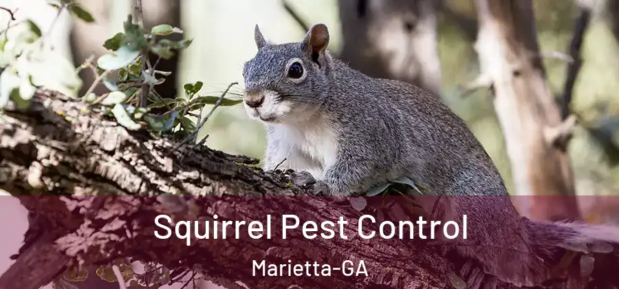 Squirrel Pest Control Marietta-GA