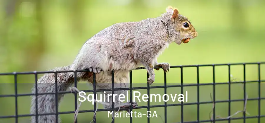 Squirrel Removal Marietta-GA
