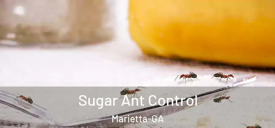 Sugar Ant Control Marietta-GA