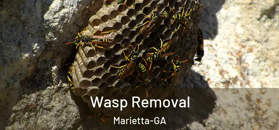 Wasp Removal Marietta-GA