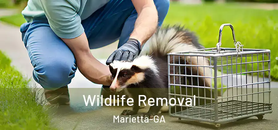  Wildlife Removal Marietta-GA